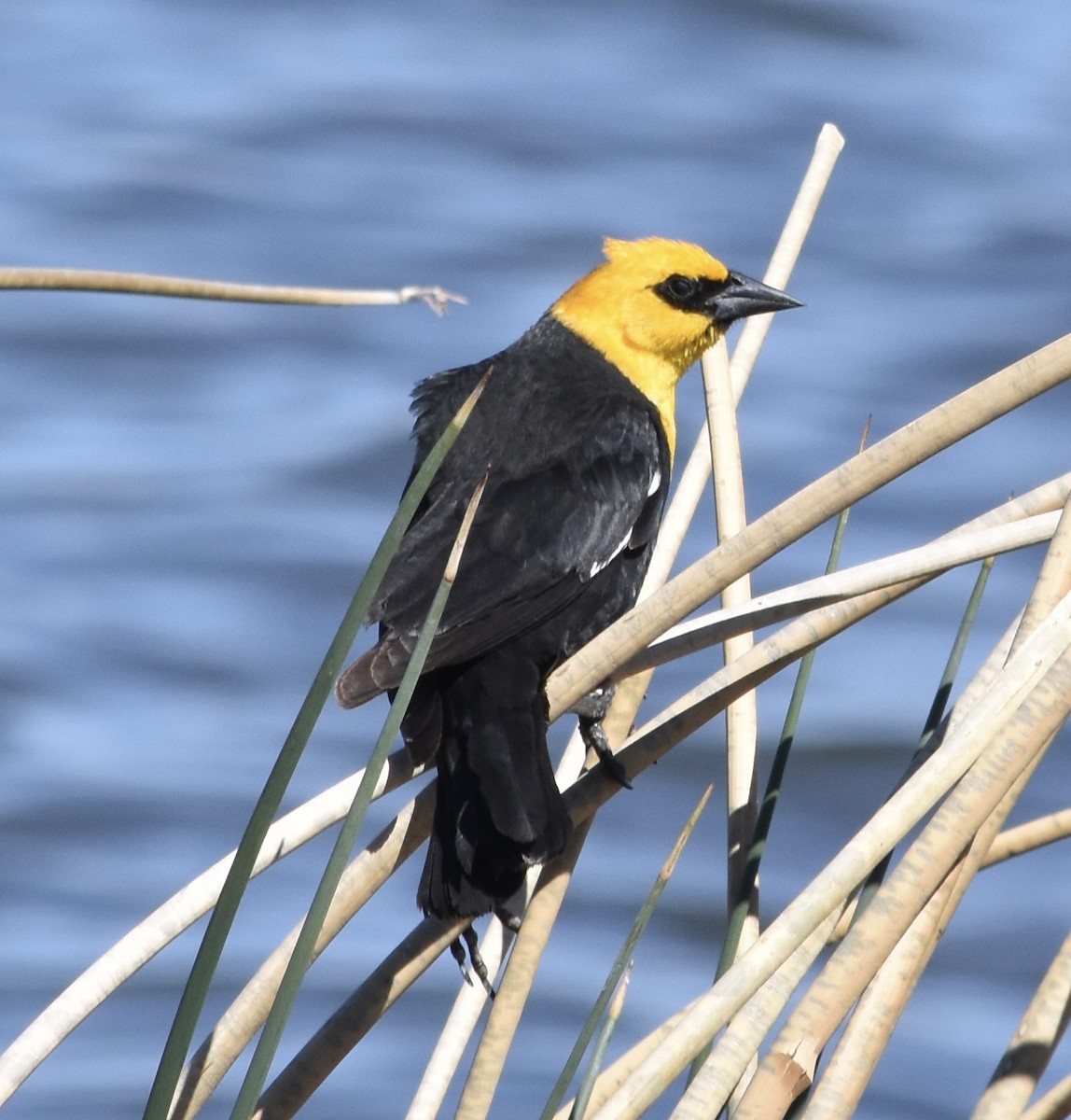 Yellow-headed Blackbird - ML634811435