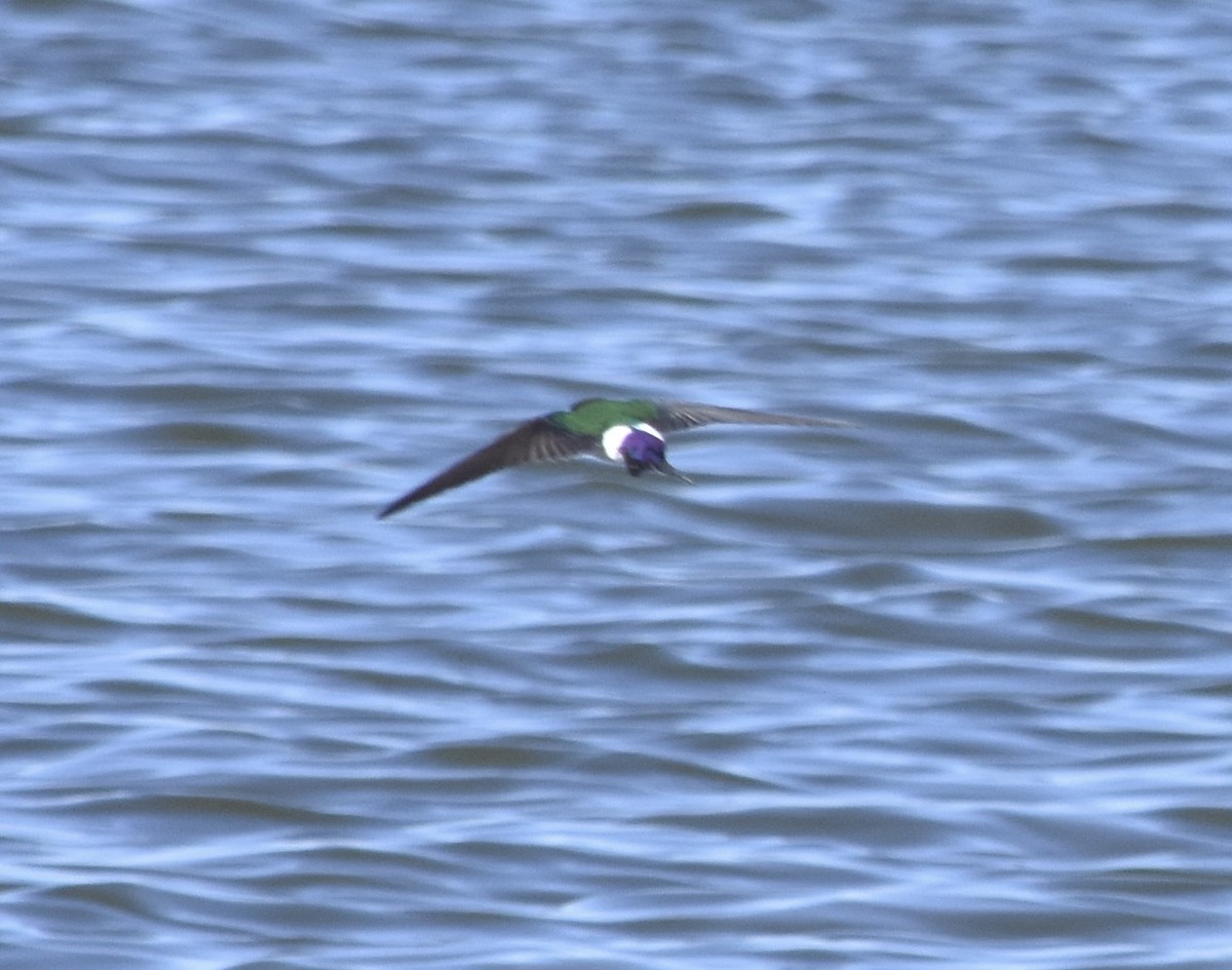 Violet-green Swallow - ML634811447