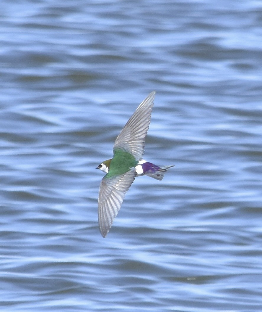 Violet-green Swallow - ML634811474
