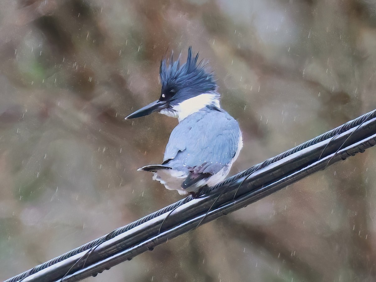 Belted Kingfisher - ML634811483