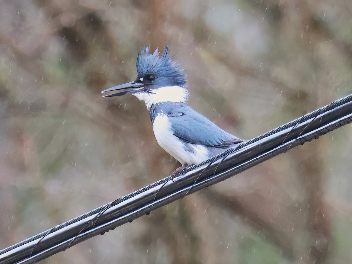 Belted Kingfisher - ML634811484