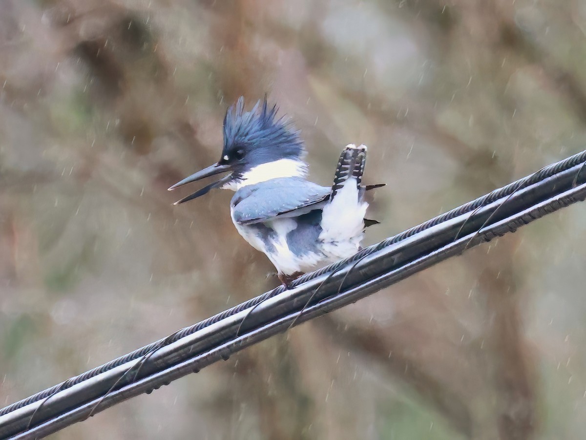 Belted Kingfisher - ML634811485