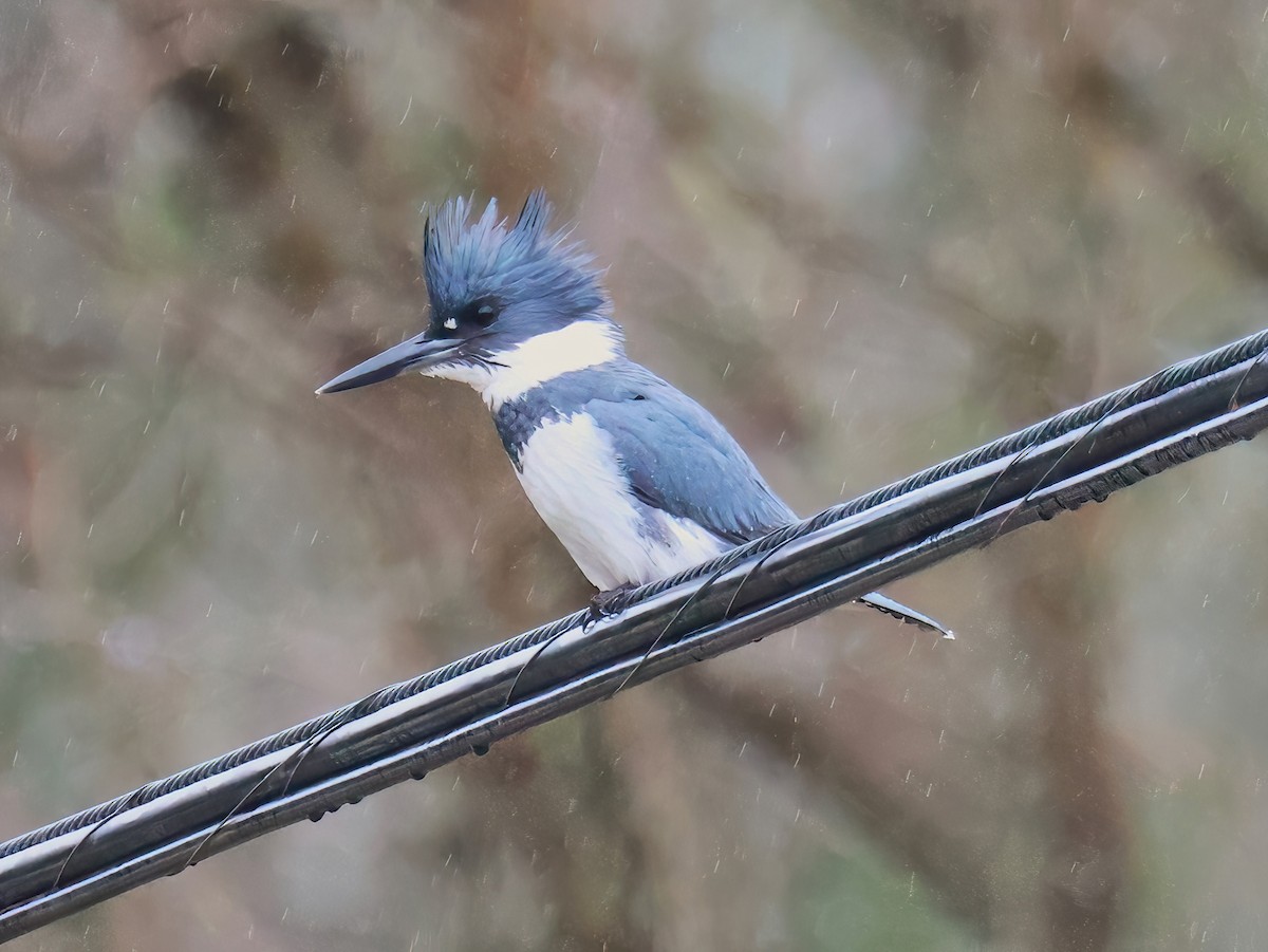 Belted Kingfisher - ML634811486