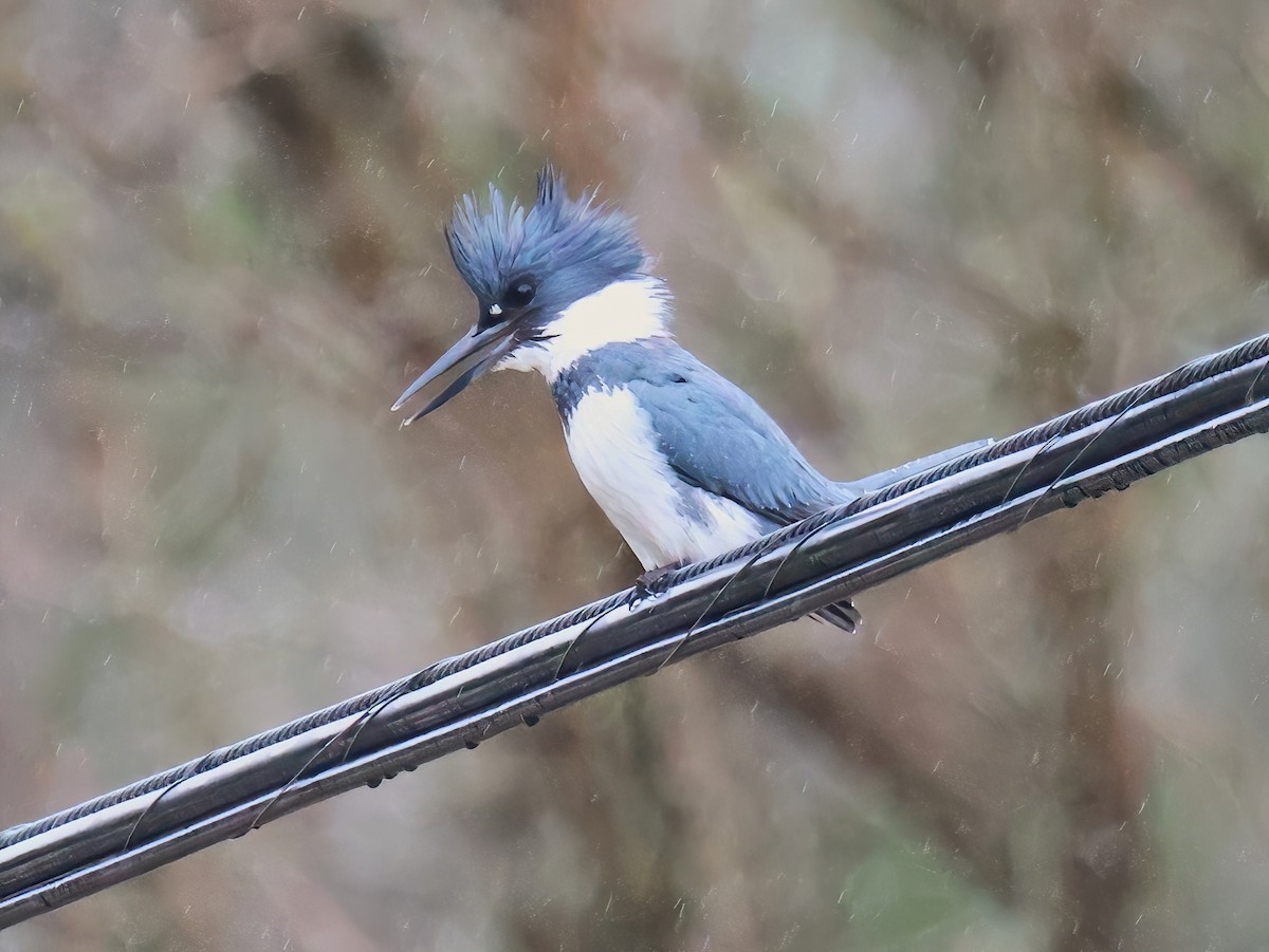 Belted Kingfisher - ML634811487