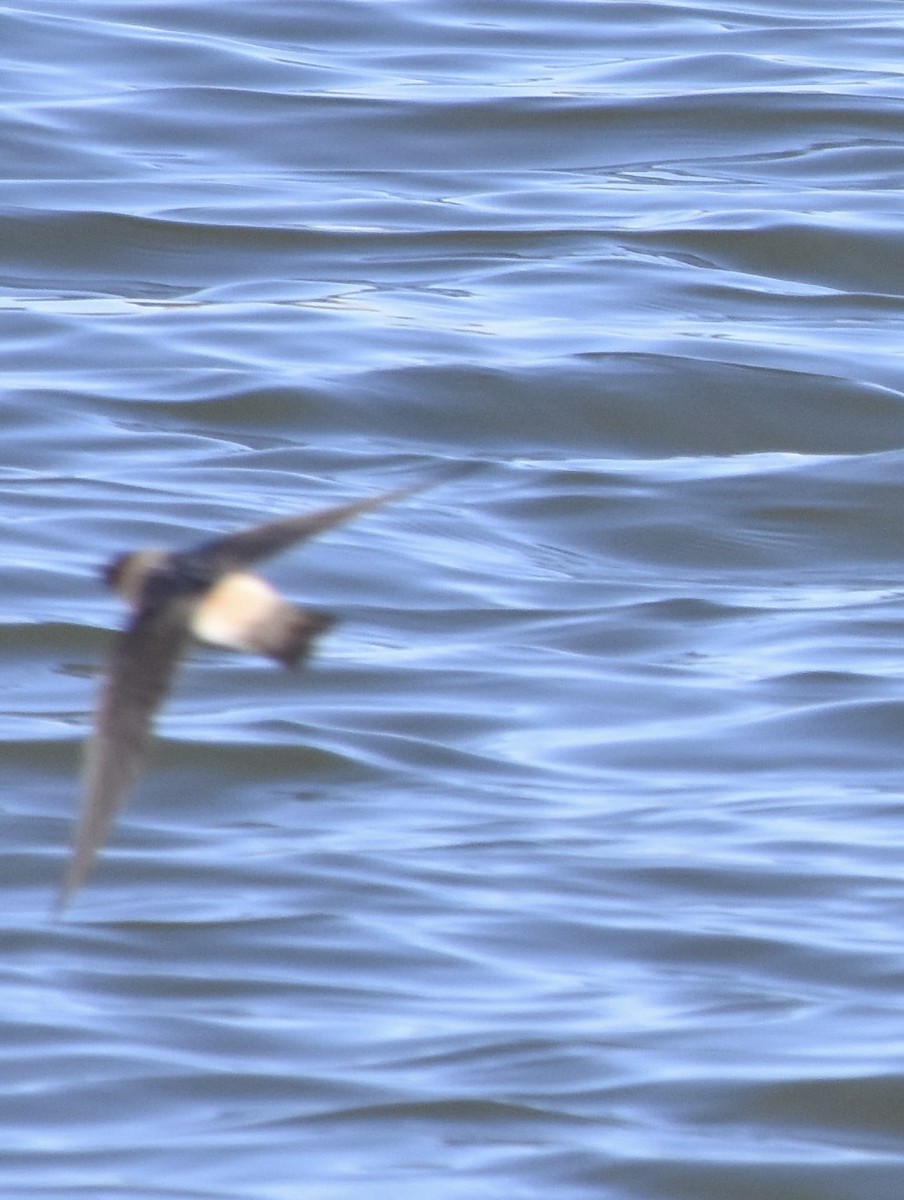 Cliff Swallow - ML634811498