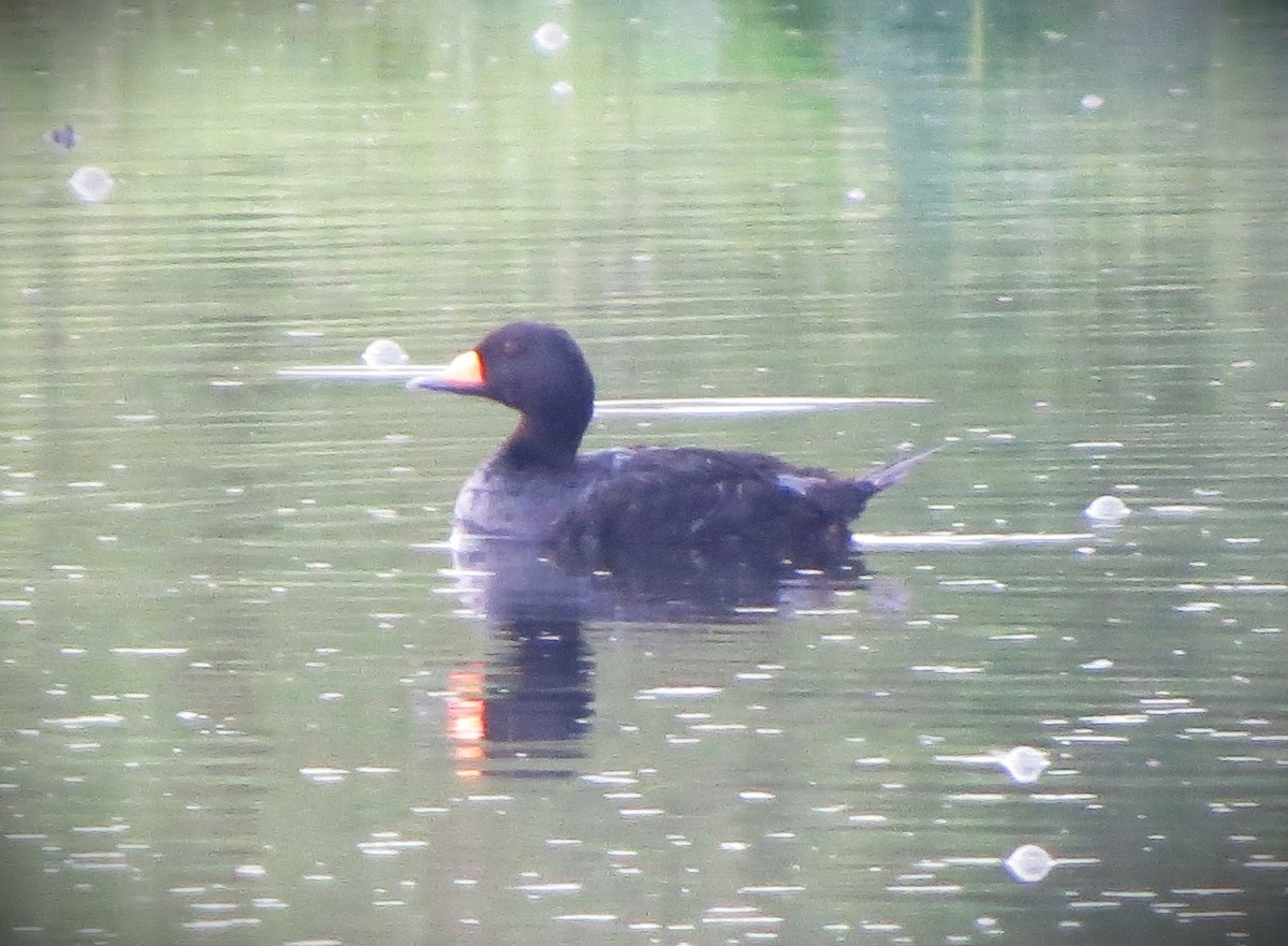 Black Scoter - ML634811505