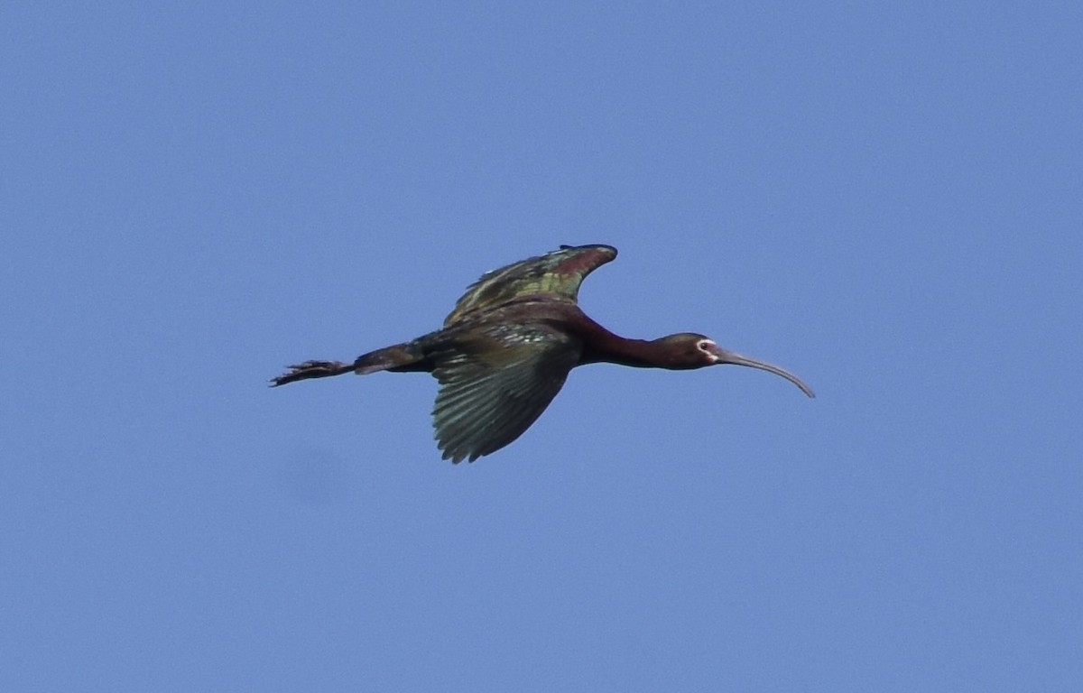 White-faced Ibis - ML634811529