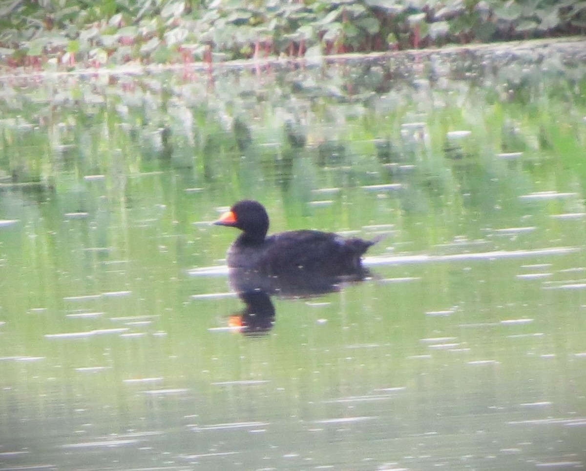 Black Scoter - ML634811543