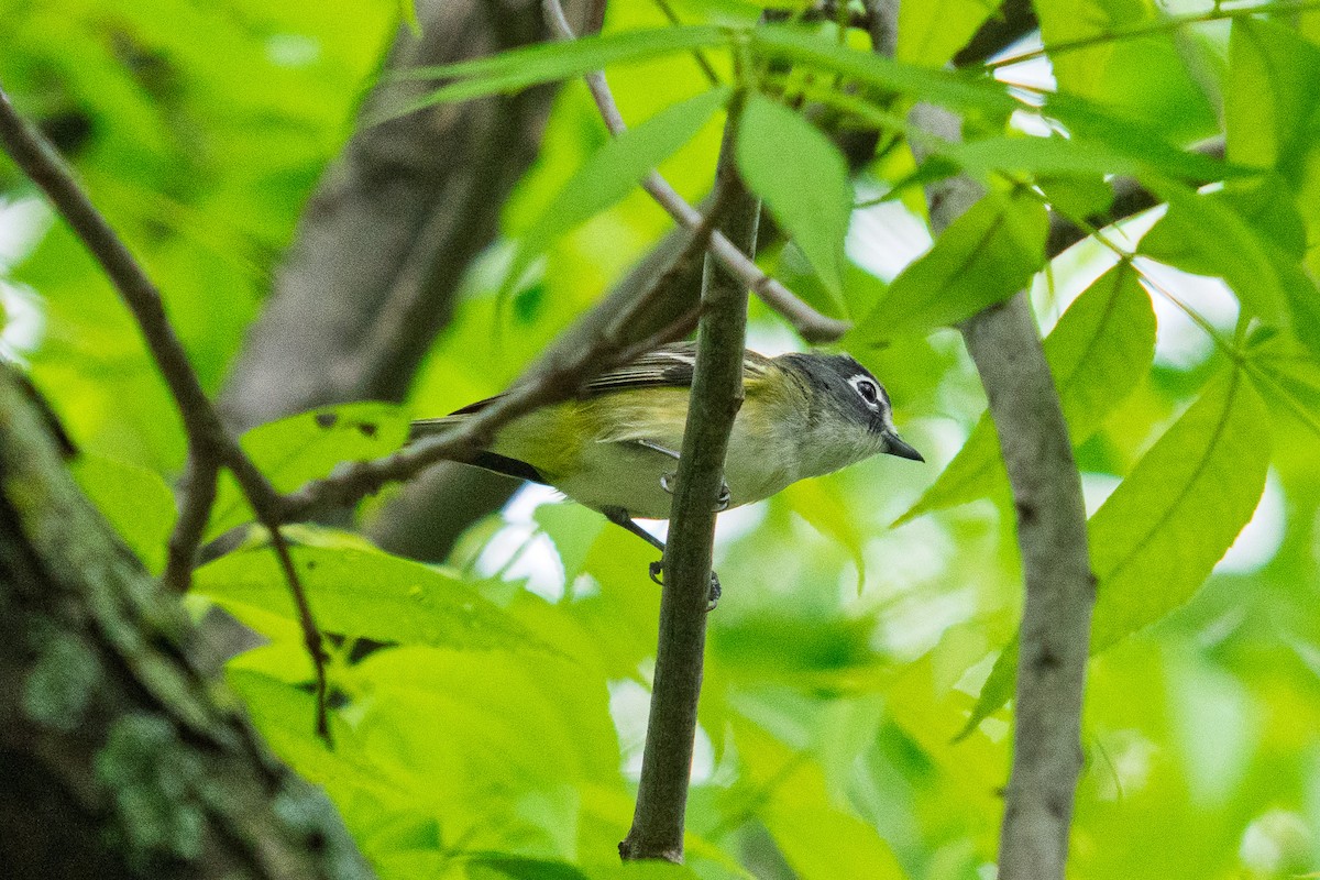 Blue-headed Vireo - ML634811560