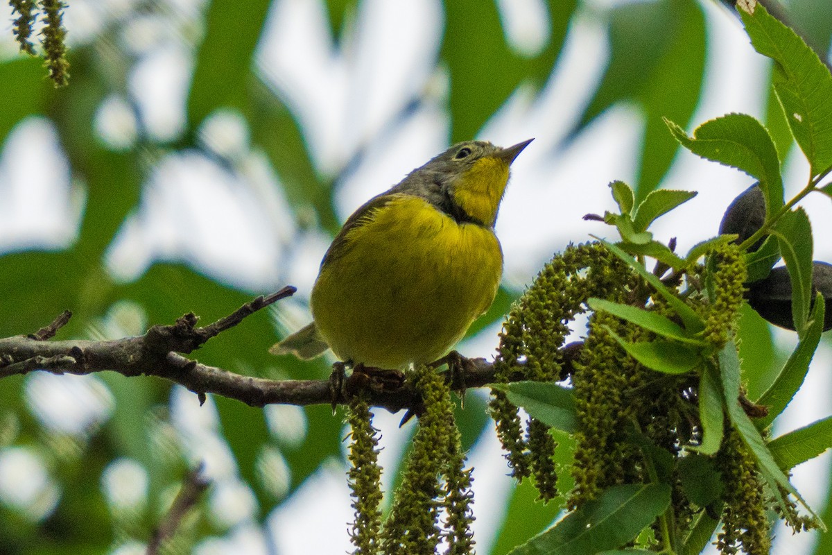 Nashville Warbler - ML634811587