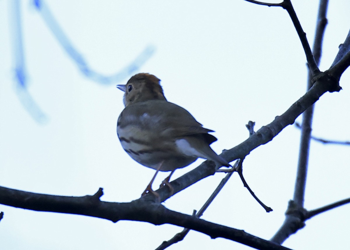 カマドムシクイ - ML634811748