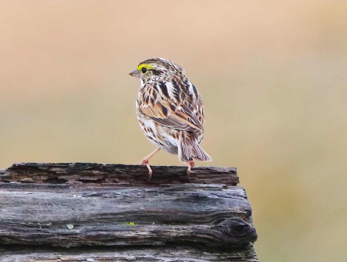 Savannah Sparrow - ML634811834