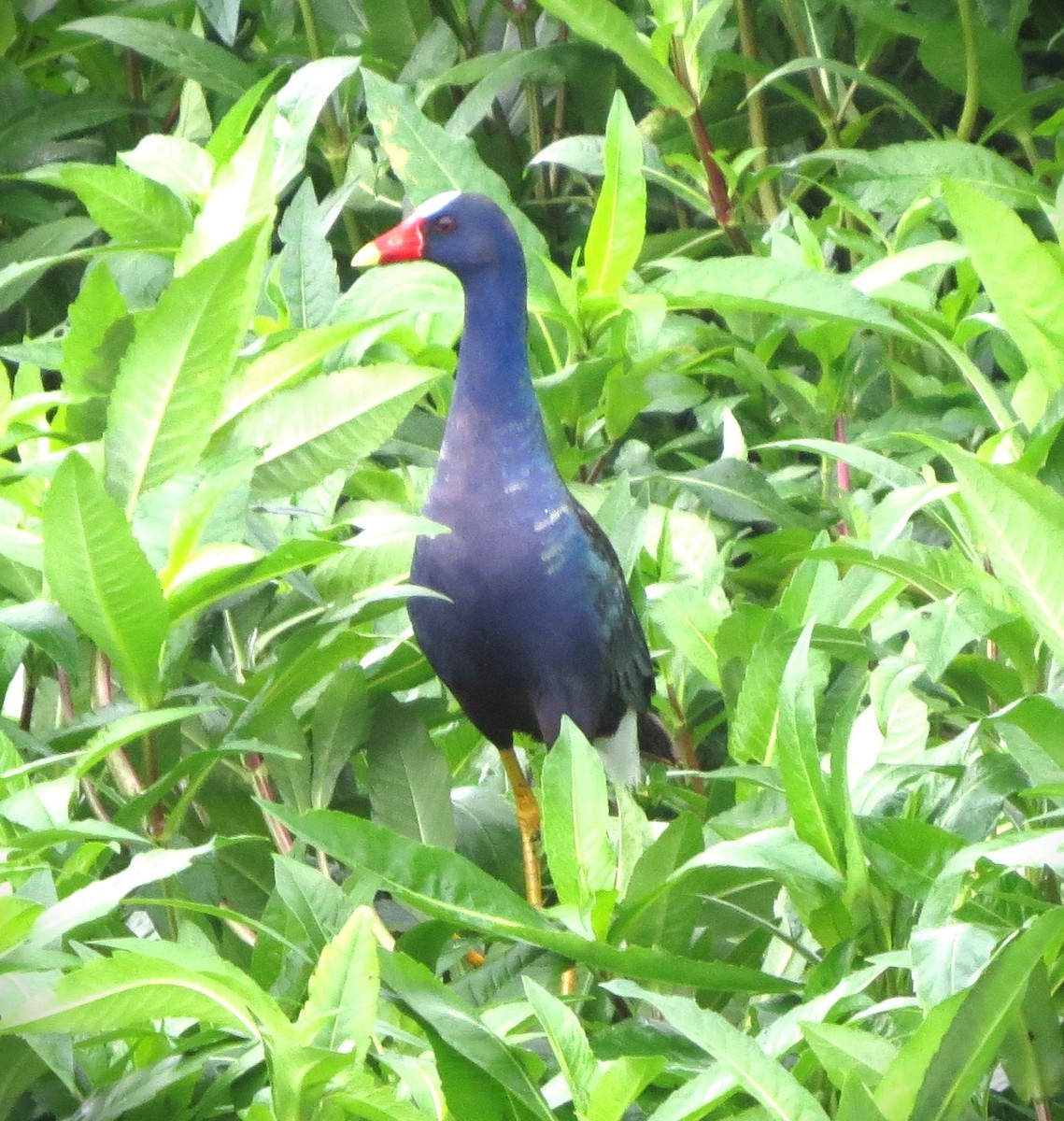 Purple Gallinule - ML634811861