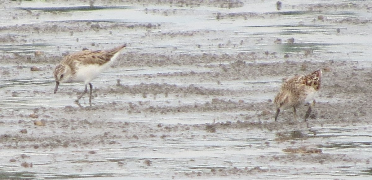 peep sp. - ML634811922