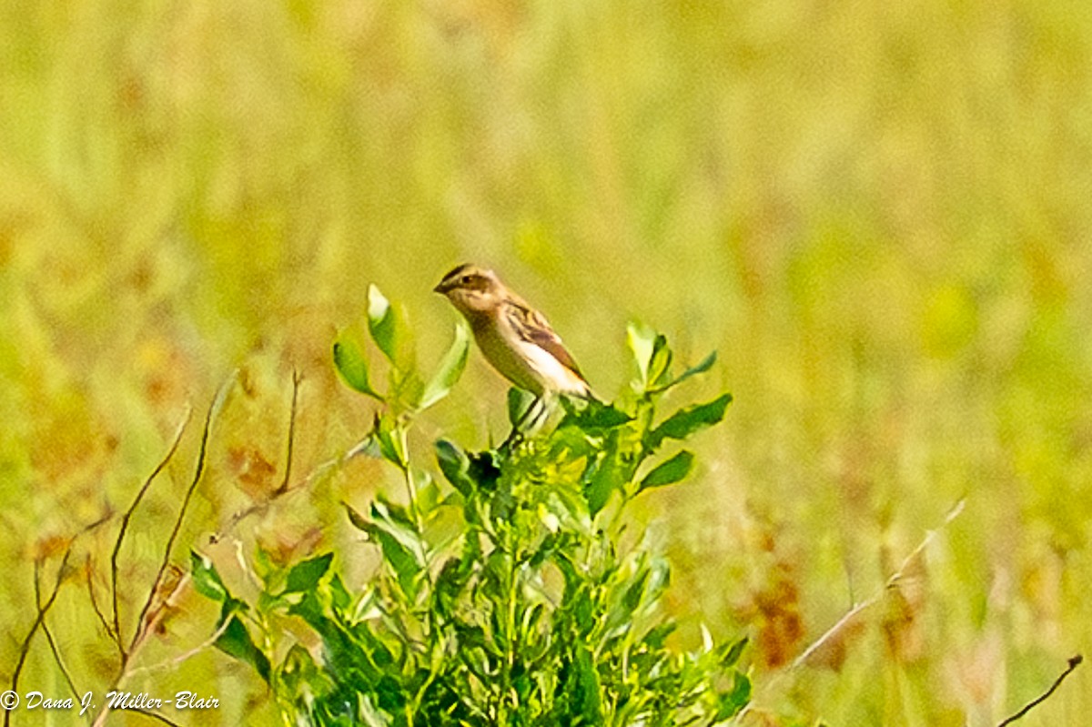 Amur Stonechat - ML634811931
