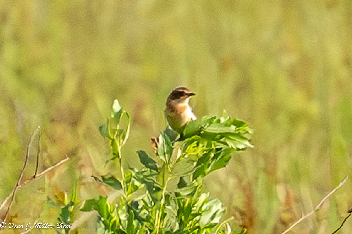 Amur Stonechat - ML634811944