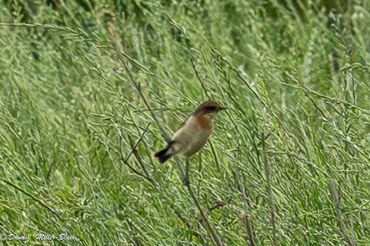 Amur Stonechat - ML634811947