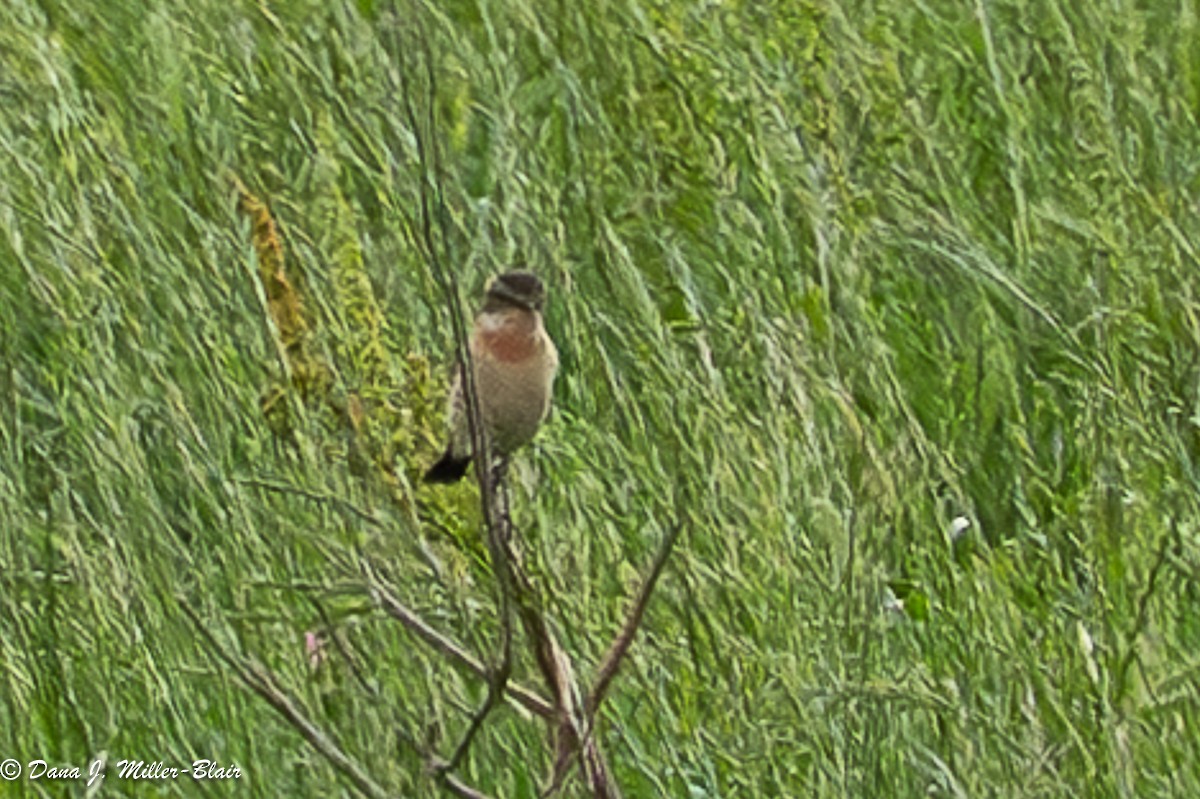 Amur Stonechat - ML634811952