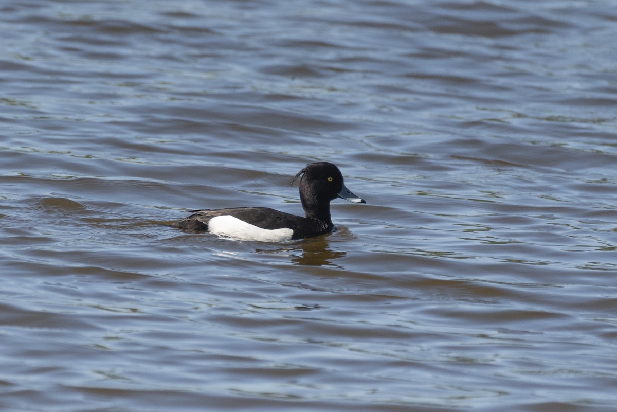 Tufted Duck - ML634811967