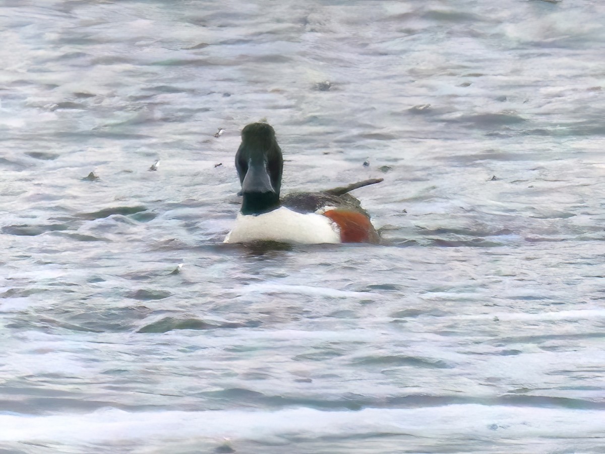 Northern Shoveler - ML634812007