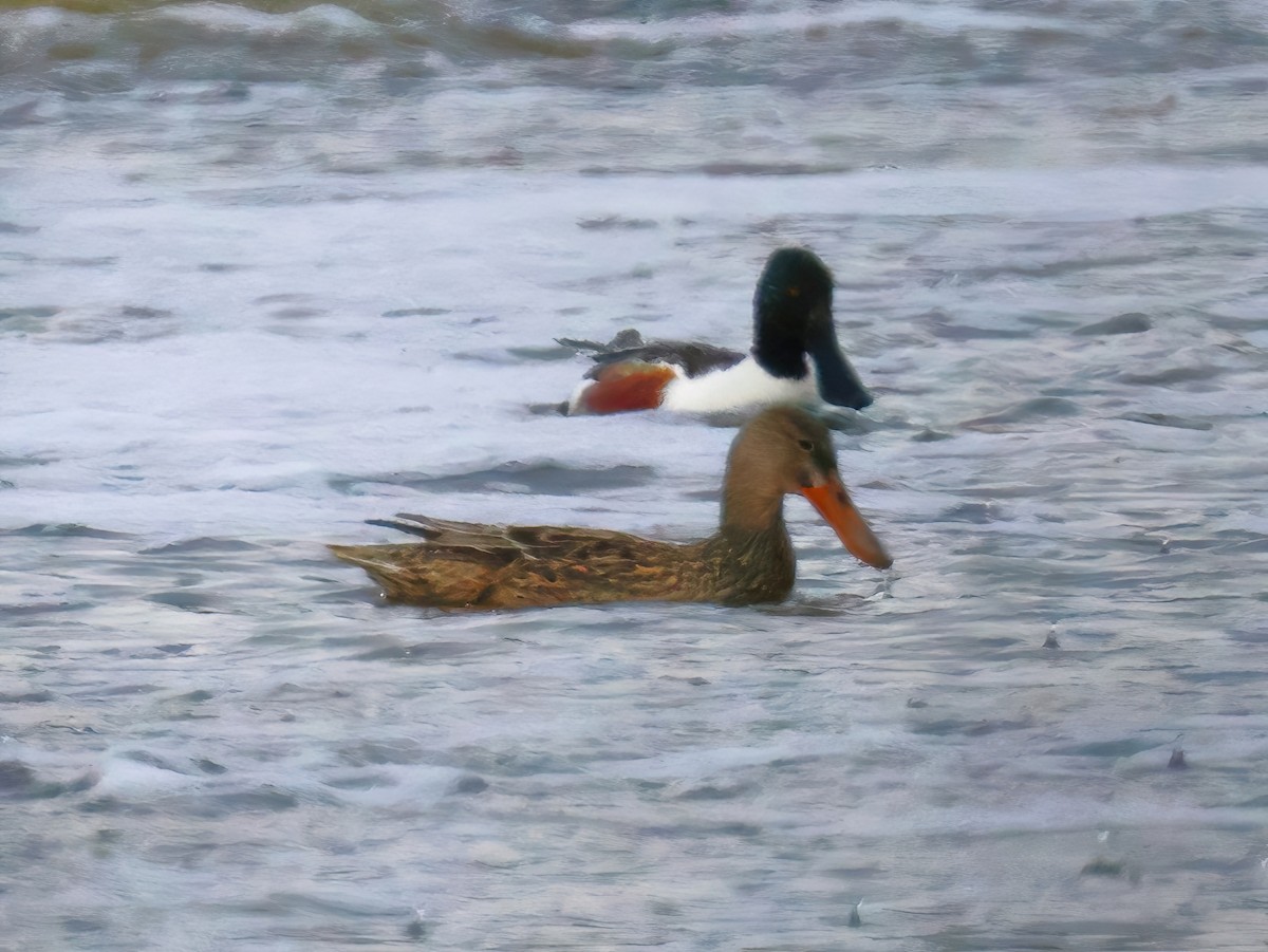 Northern Shoveler - ML634812008