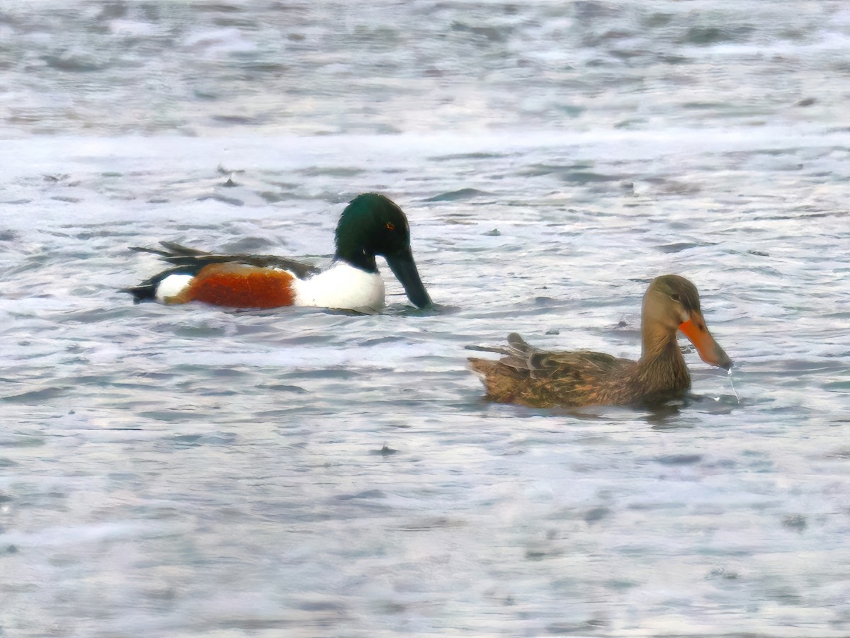 Northern Shoveler - ML634812009