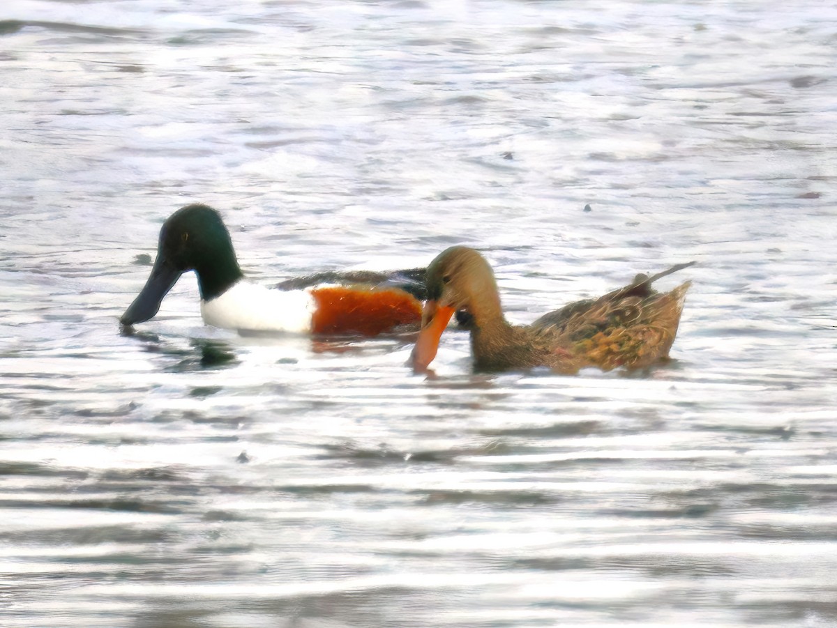 Northern Shoveler - ML634812010
