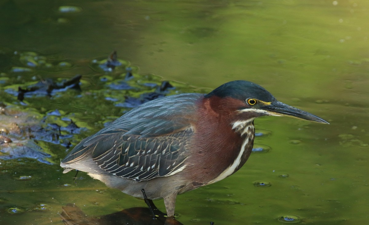 Green Heron - ML634812019