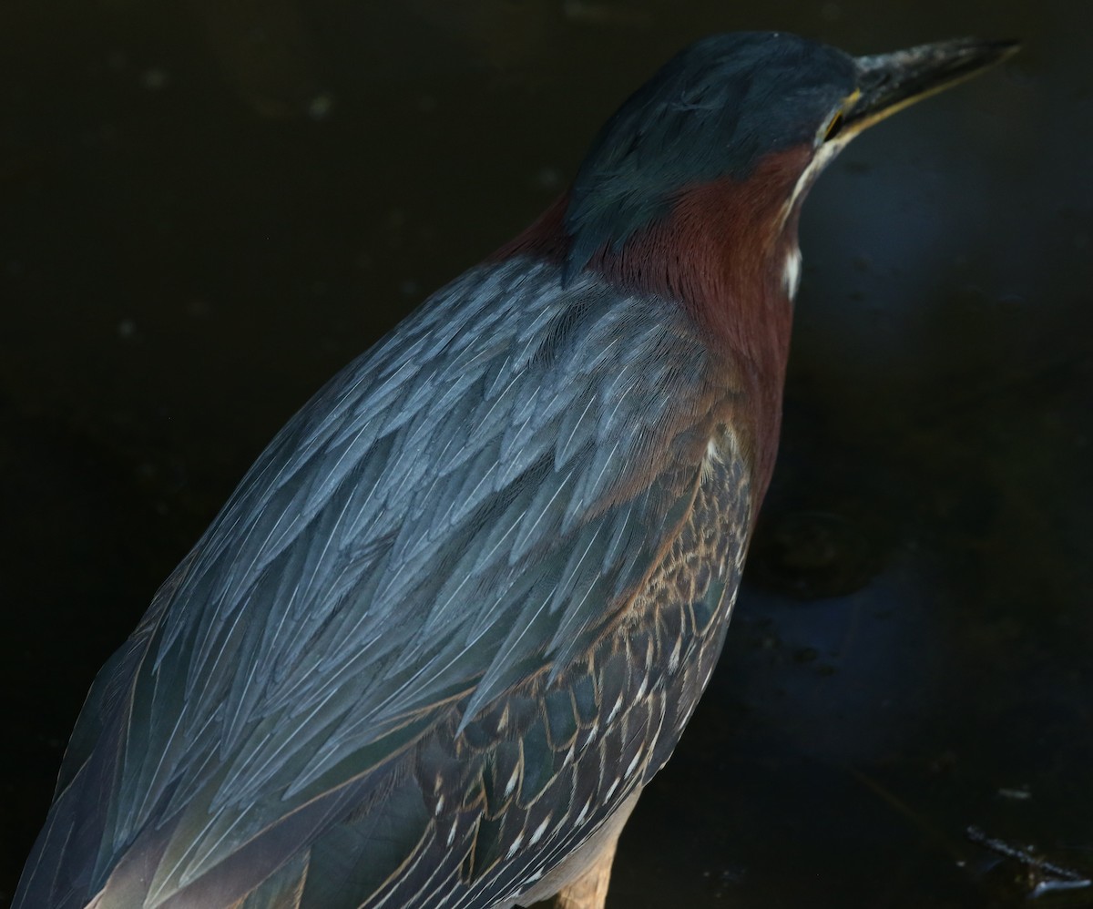 Green Heron - ML634812020