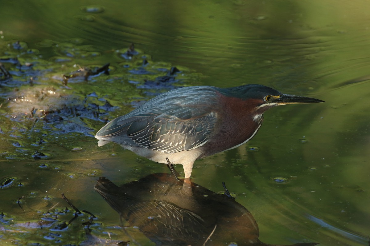 Green Heron - ML634812021