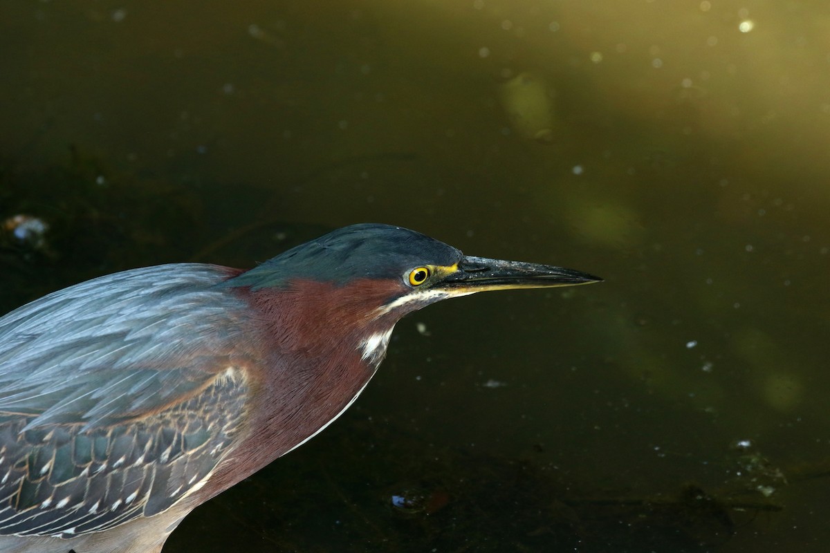 Green Heron - ML634812022