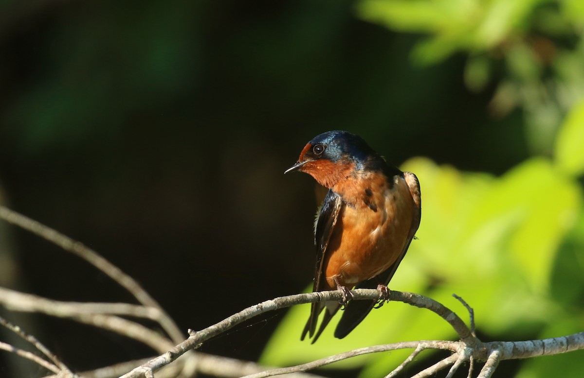 Barn Swallow - ML634812043
