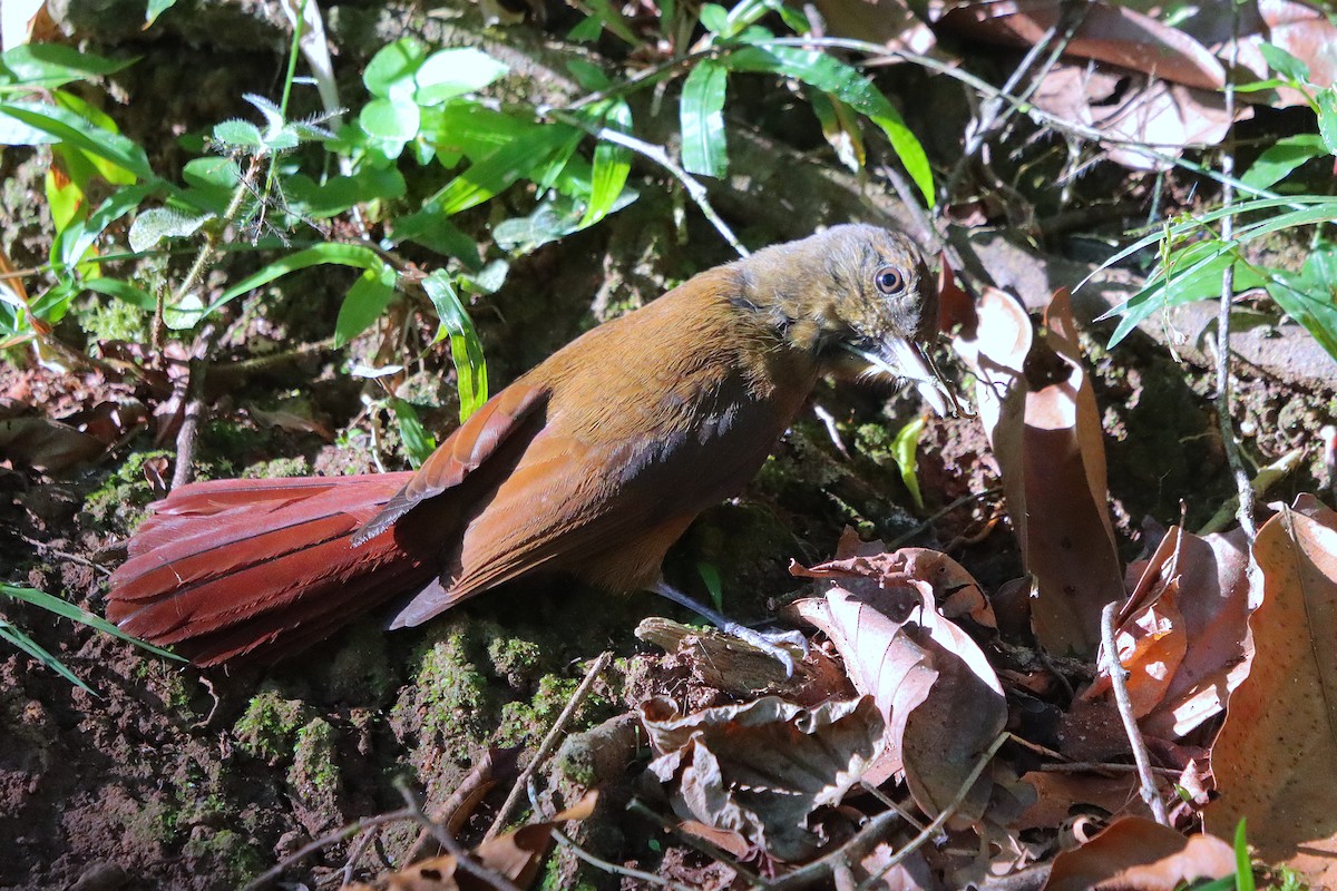 Plain-winged Woodcreeper (Plain-winged) - ML634812099