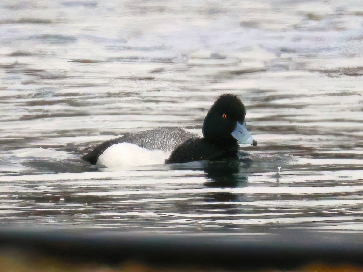 Lesser Scaup - ML634812155