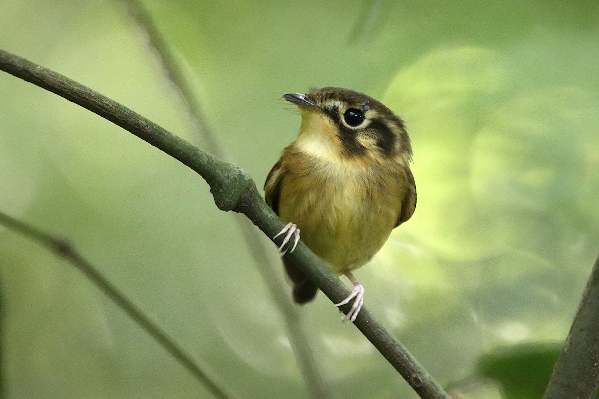 White-throated Spadebill - ML634812210