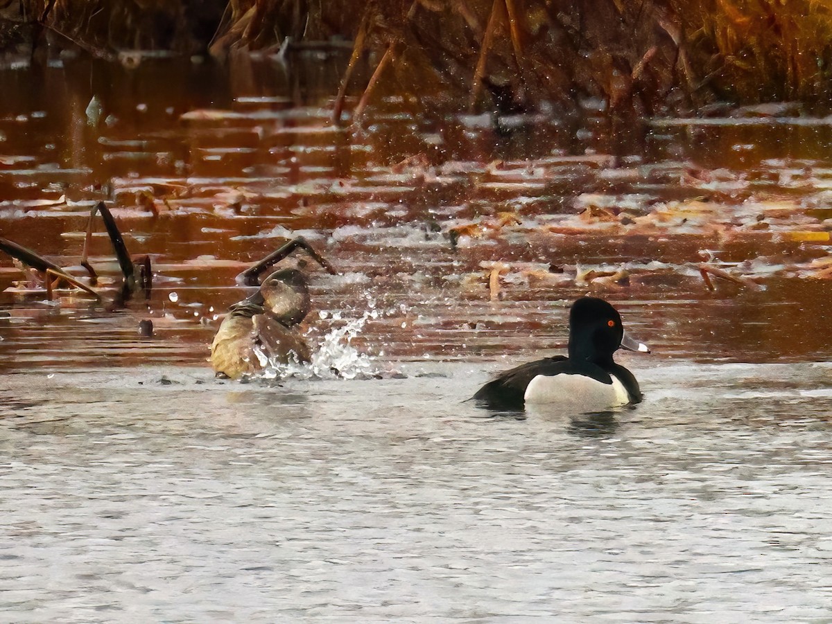 Ring-necked Duck - ML634812323