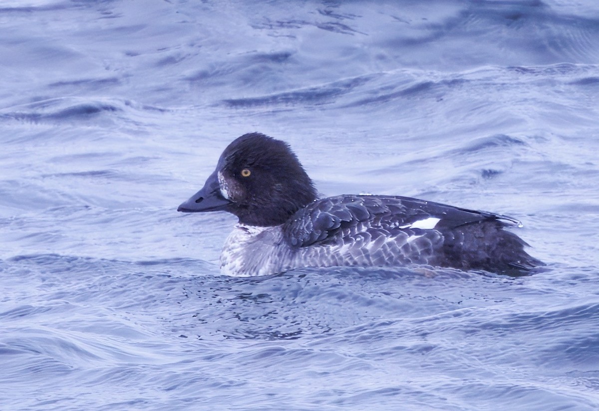 Barrow's Goldeneye - ML634812361