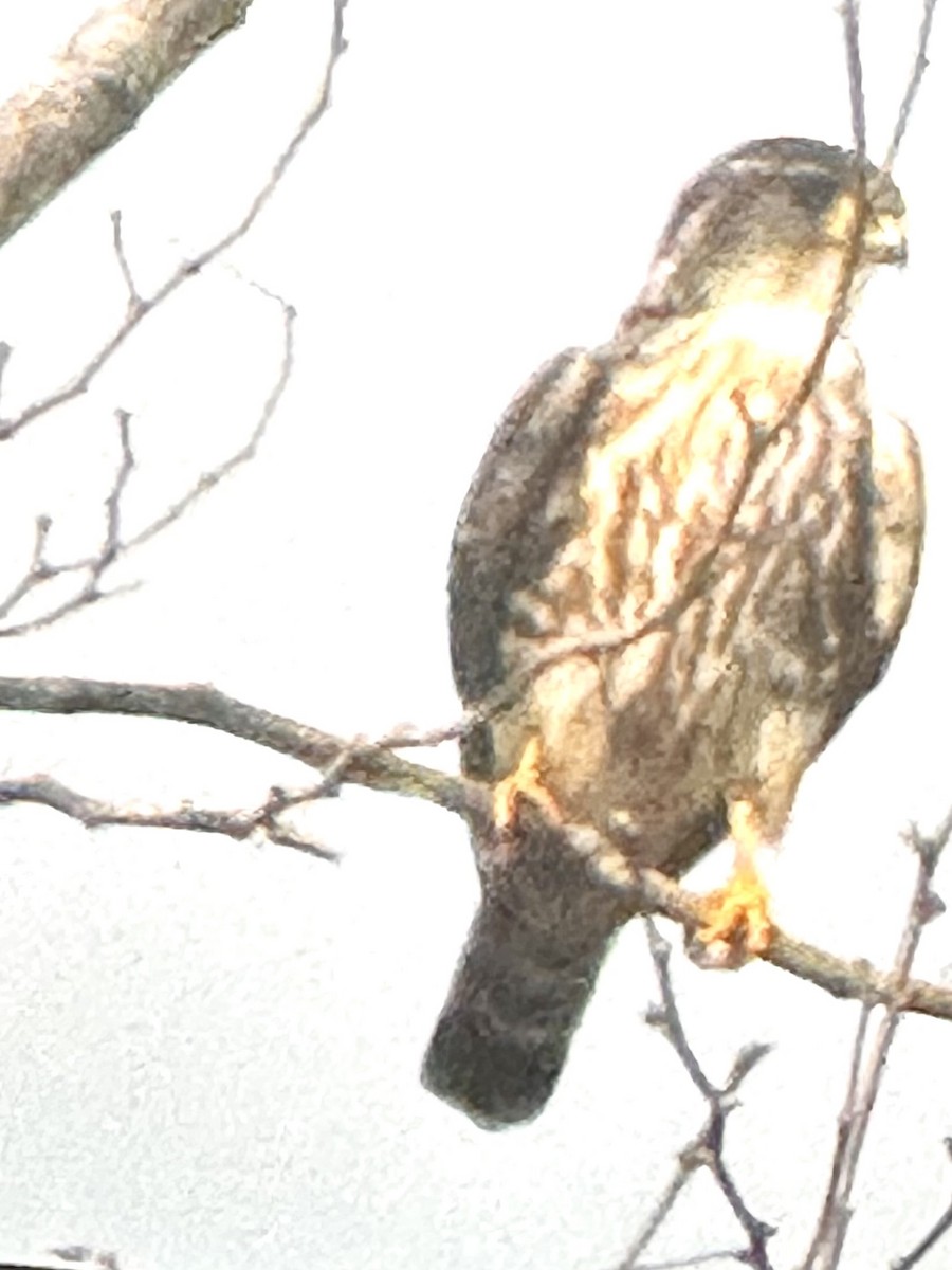 Merlin - ML634812388