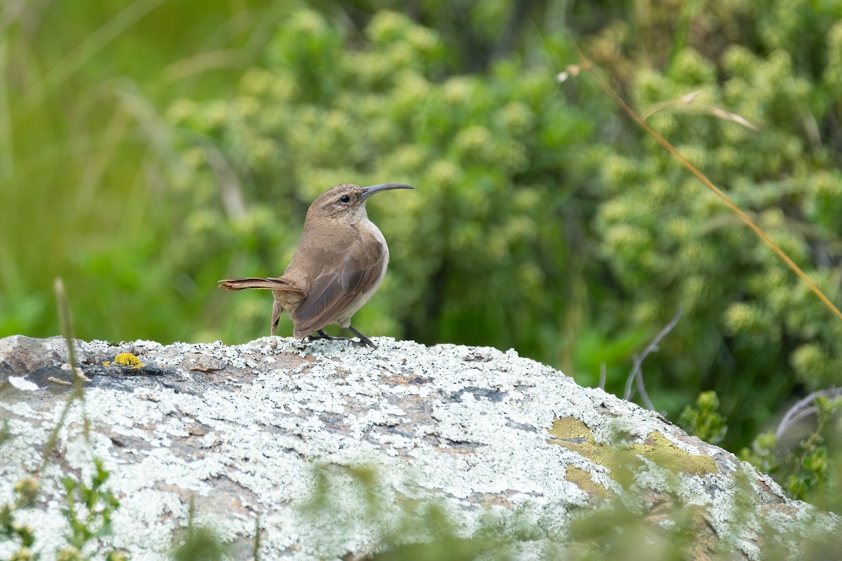 Buff-breasted Earthcreeper - ML634812478
