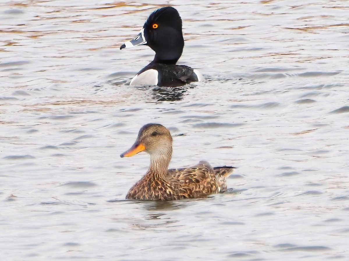 Ring-necked Duck - ML634812687