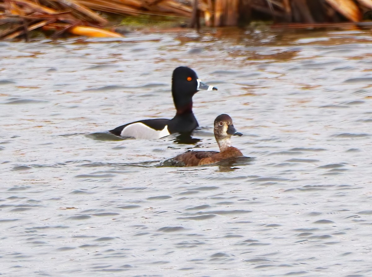 Ring-necked Duck - ML634812688