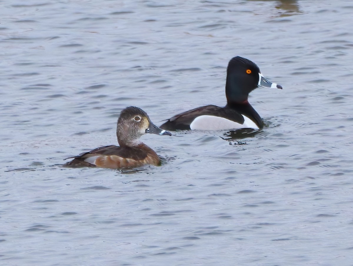 Ring-necked Duck - ML634812689