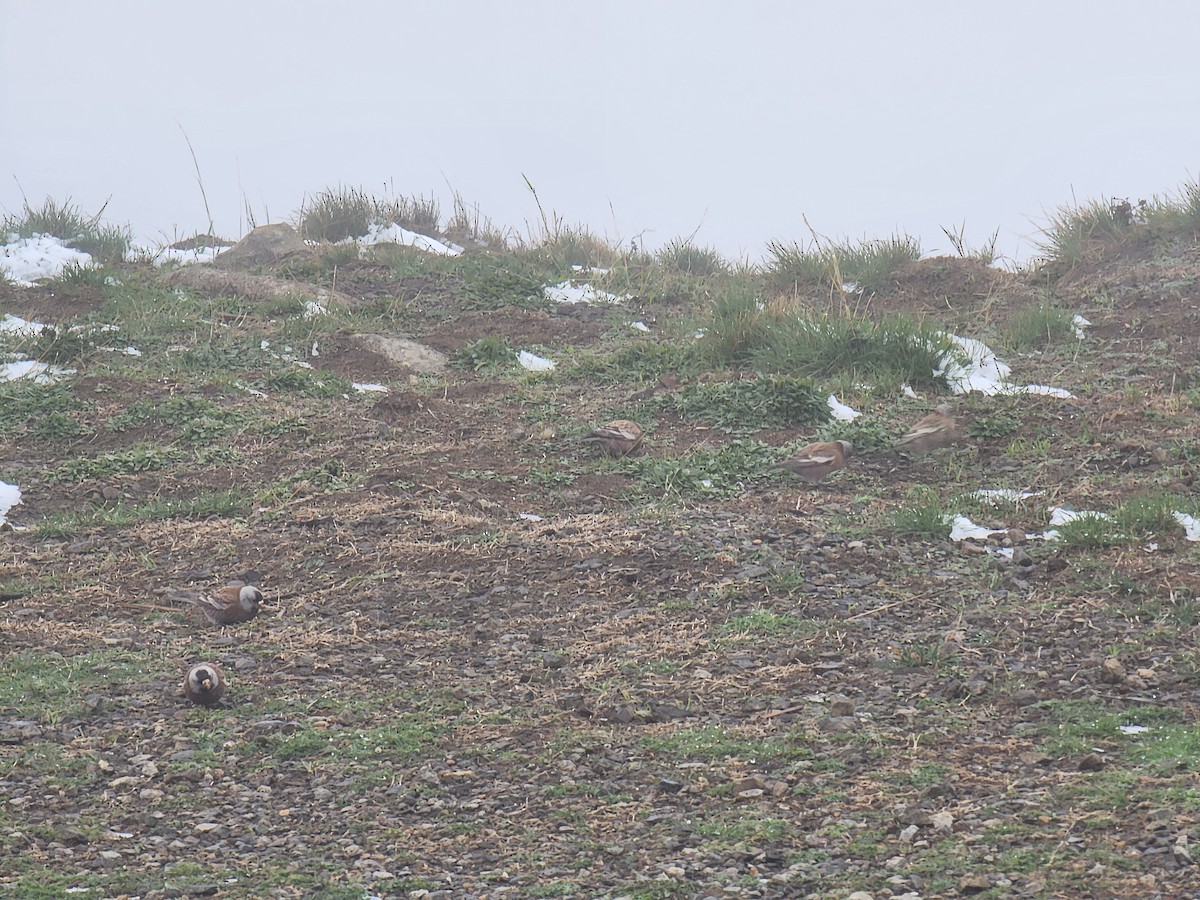 Gray-crowned Rosy-Finch - ML634812782