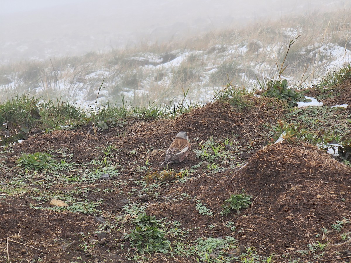 Gray-crowned Rosy-Finch - ML634812787