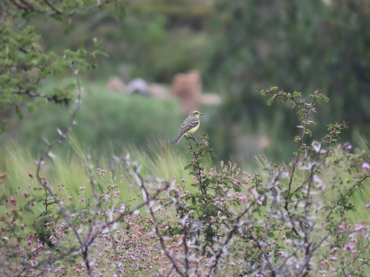 Yellow-browed Tyrant - ML634812875