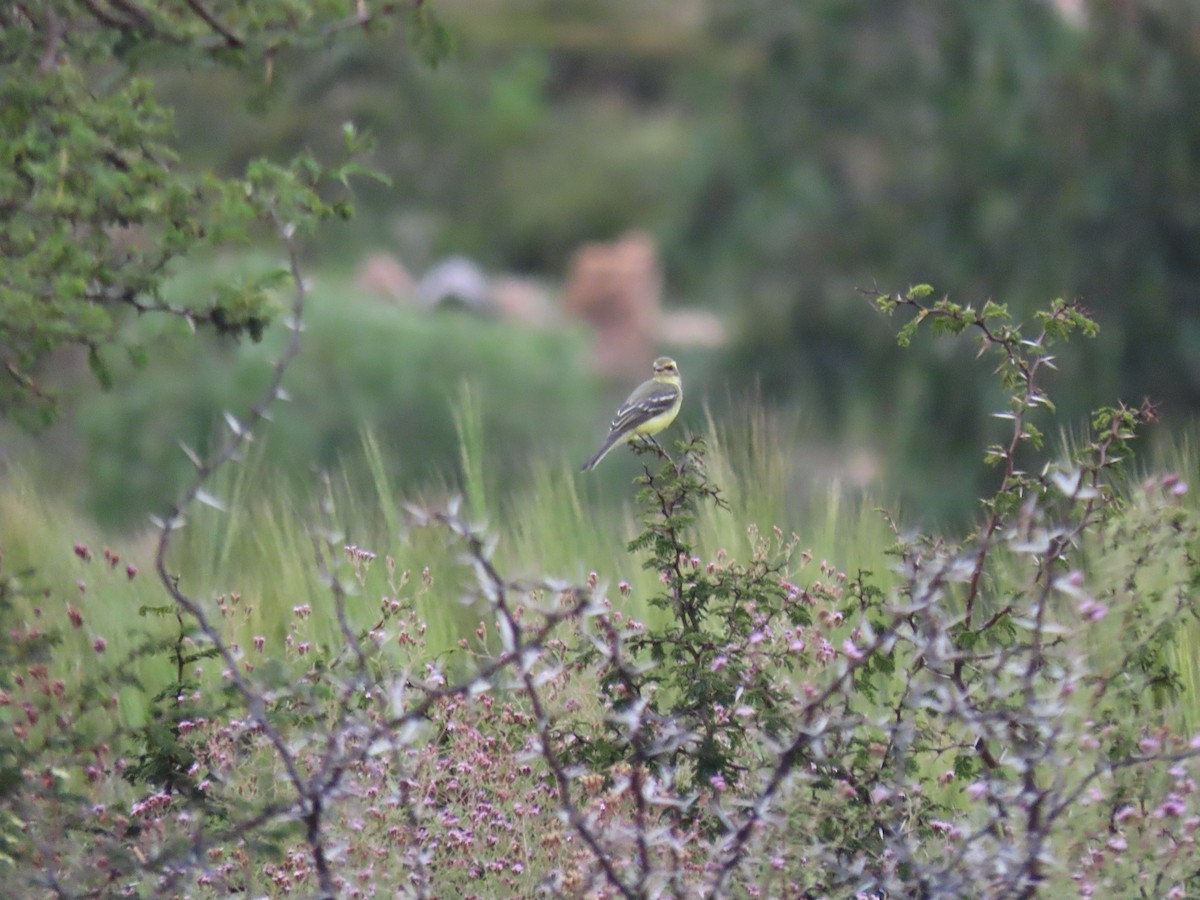 Yellow-browed Tyrant - ML634812876