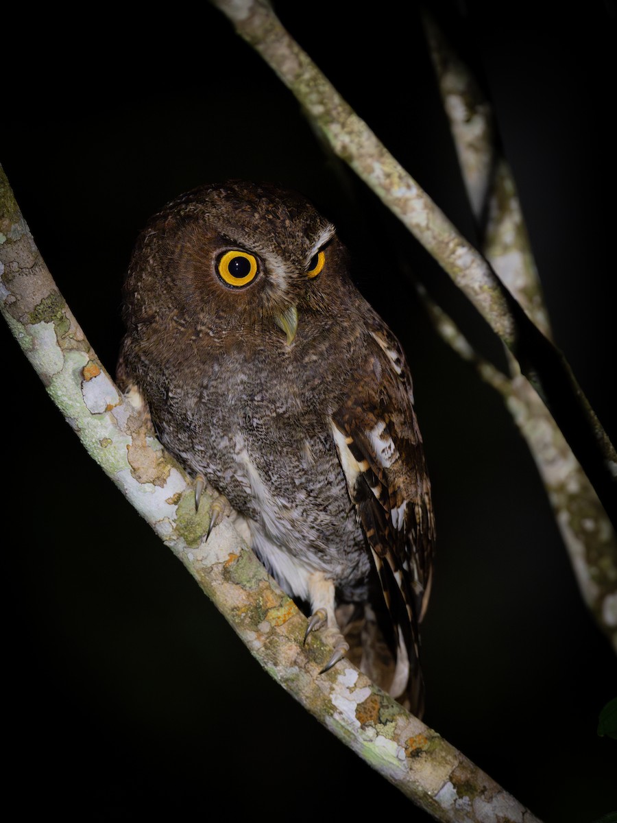 Foothill Screech-Owl - ML634812939