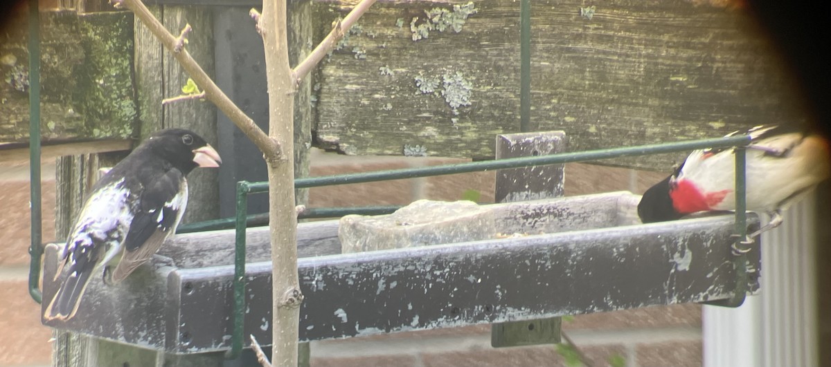 Rose-breasted Grosbeak - ML634813031