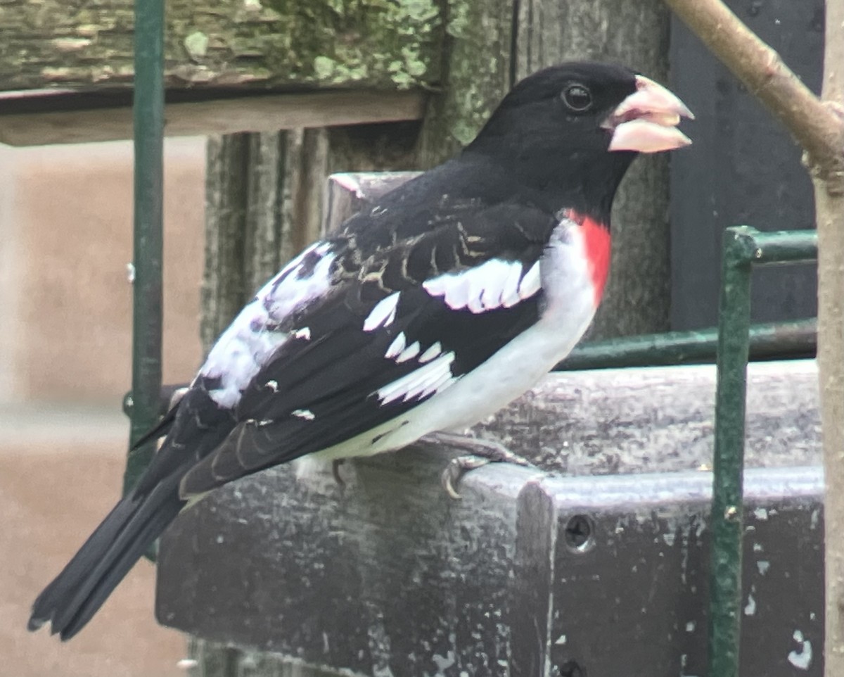 Rose-breasted Grosbeak - ML634813032