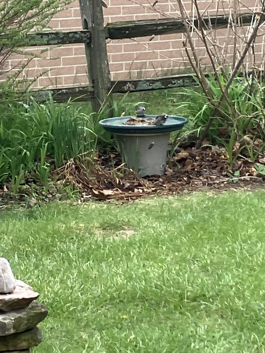 White-throated Sparrow - ML634813054